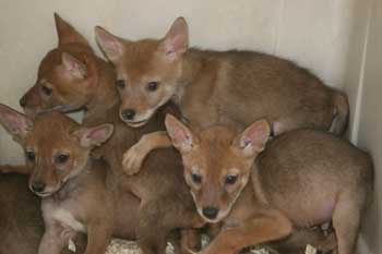COYOTE BABIES